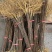 黄柏苗川黄柏树苗,基地包技术包活保品种,死苗包赔现挖现发