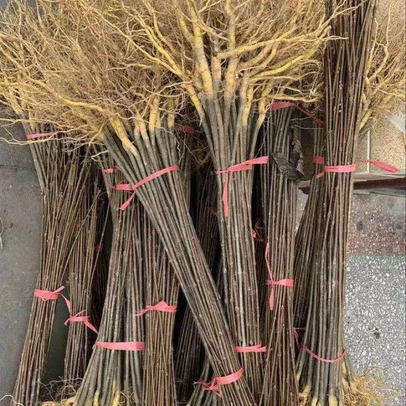 黄柏苗川黄柏树苗，基地包技术包活保品种，死苗包赔现挖现发
