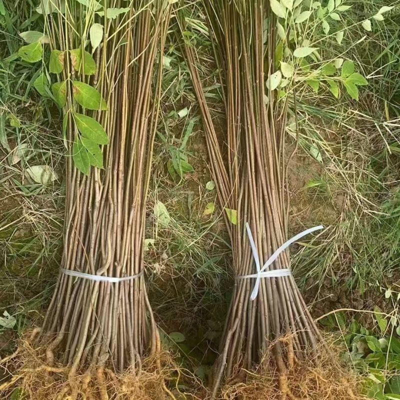 黄柏苗川黄柏树苗，基地包技术包活保品种，死苗包赔现挖现发