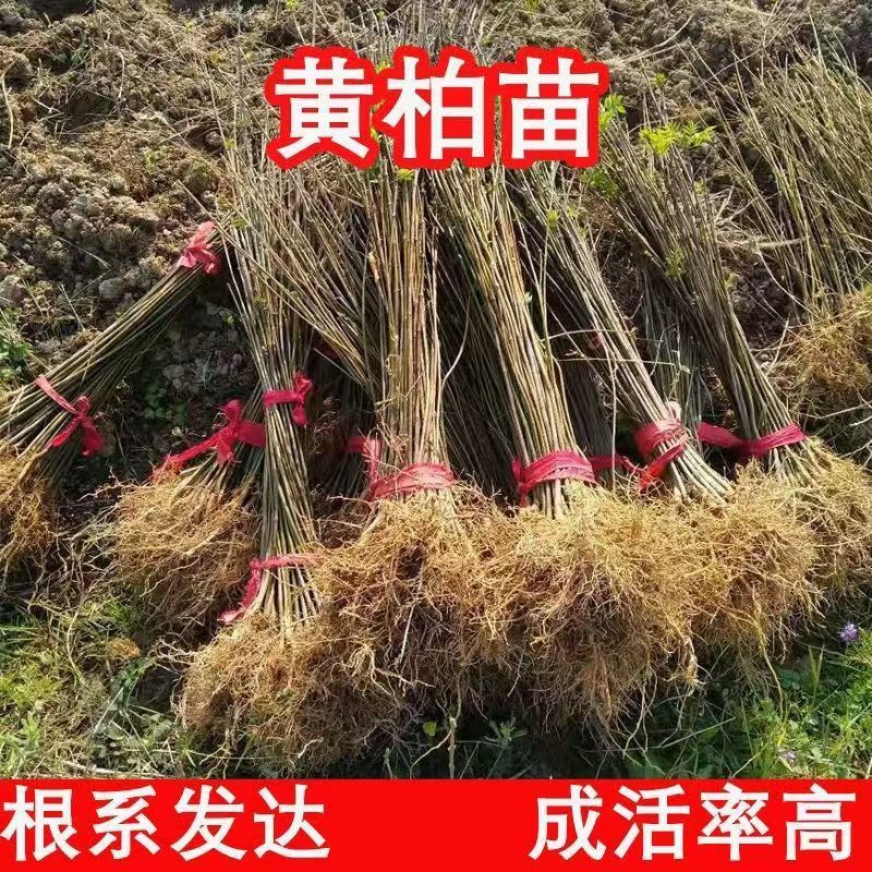 黄柏苗川黄柏树苗，基地包技术包活保品种，死苗包赔现挖现发