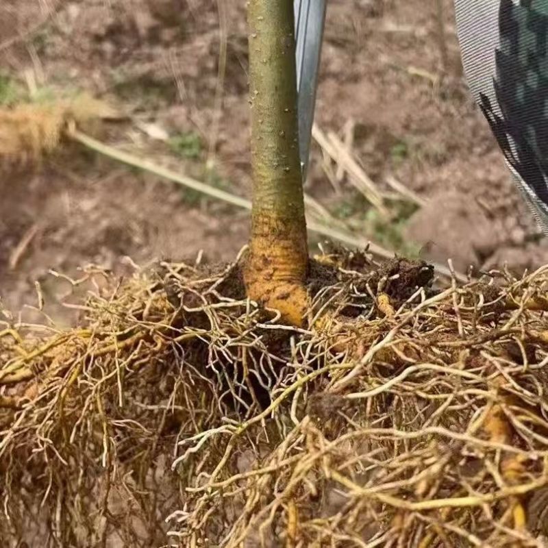 黄柏苗川黄柏树苗，基地包技术包活保品种，死苗包赔现挖现发