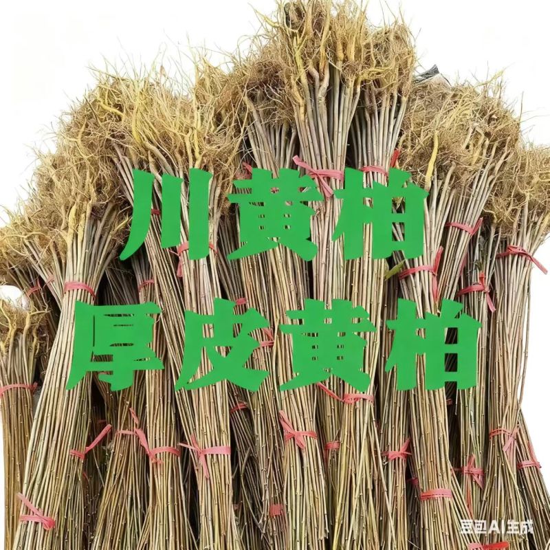 黄柏苗川黄柏树苗，基地包技术包活保品种，死苗包赔现挖现发