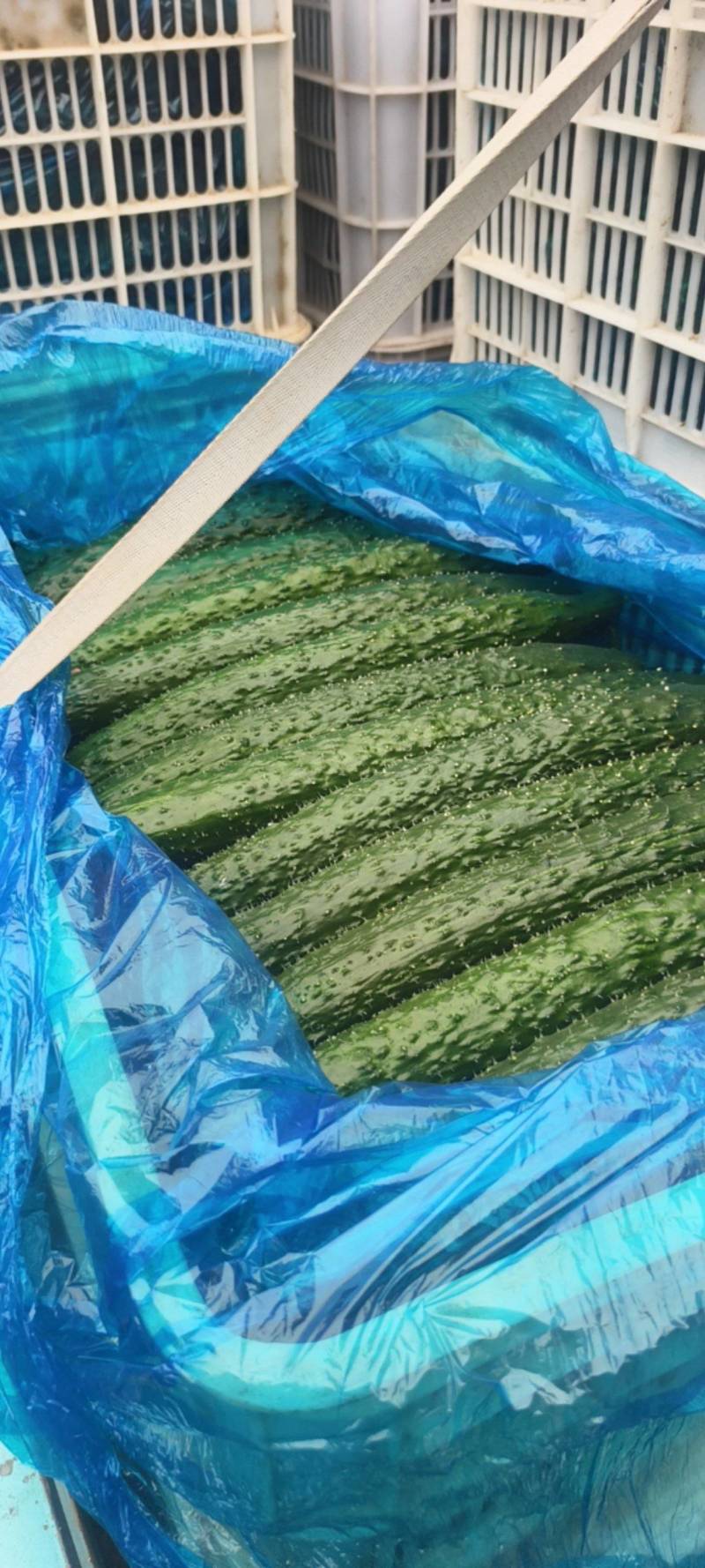 黄瓜干花带刺25公分以上，保质保量，欢迎老板来电咨询