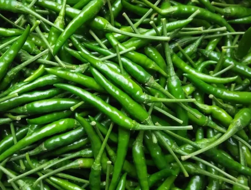 鲜辣椒青红小米椒专业种植户