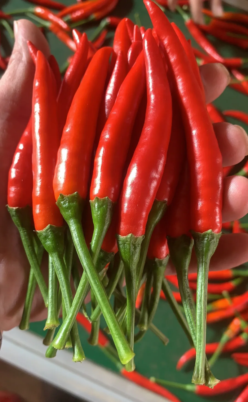 鲜辣椒青红小米椒专业种植户