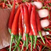 鲜辣椒青红小米椒专业种植户