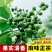 花椒树树苗大红袍花椒苗包技术包活保品种，死苗包赔现挖现发