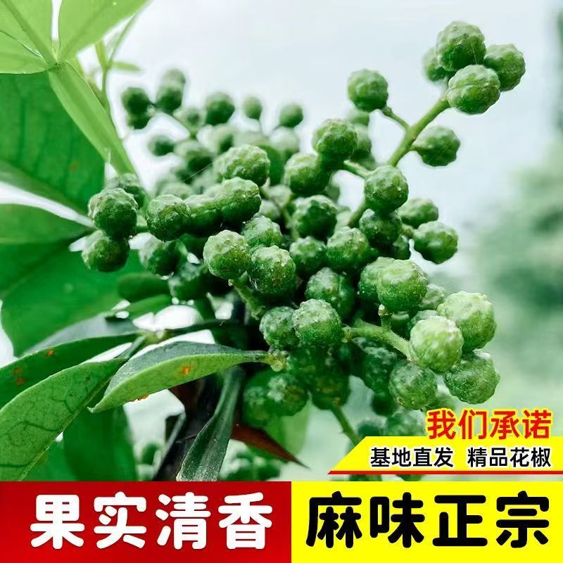 花椒树树苗大红袍花椒苗包技术包活保品种，死苗包赔现挖现发