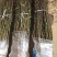 花椒树树苗大红袍花椒苗包技术包活保品种，死苗包赔现挖现发