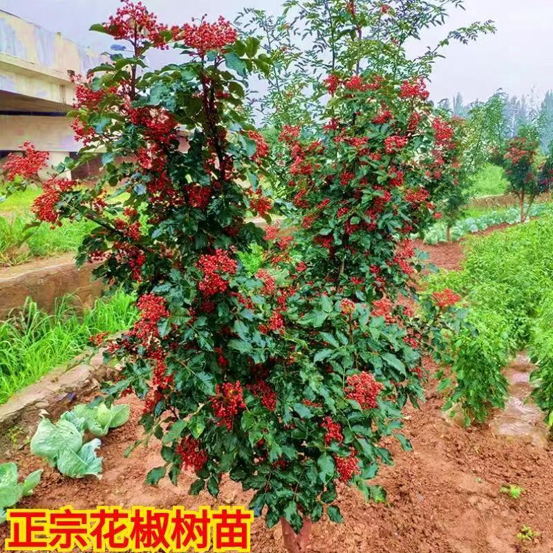 花椒树树苗大红袍花椒苗包技术包活保品种，死苗包赔现挖现发