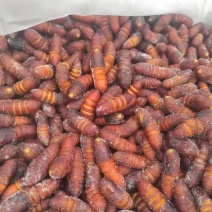 核桃蛹，质量好，价格低