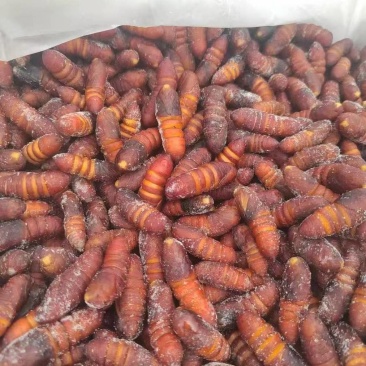 核桃蛹，质量好，价格低