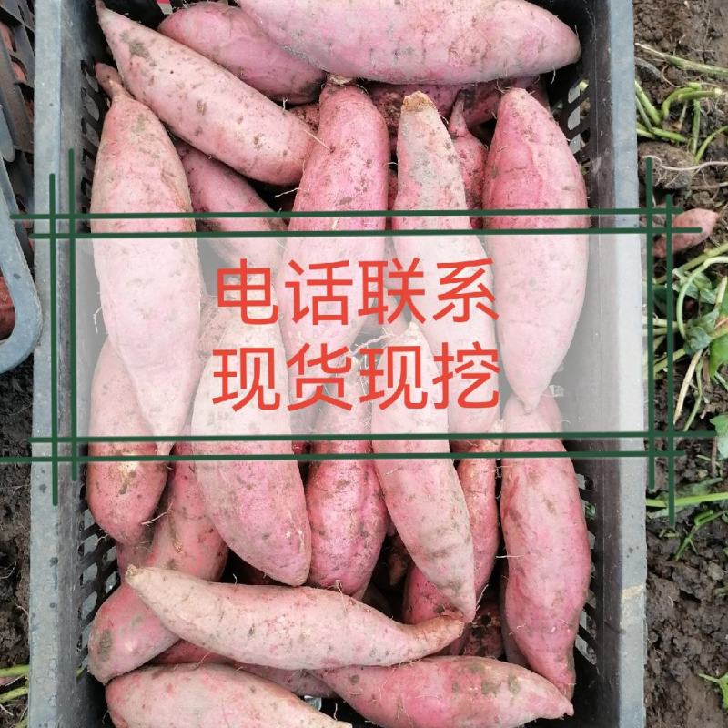 红薯3000斤贵州养殖进