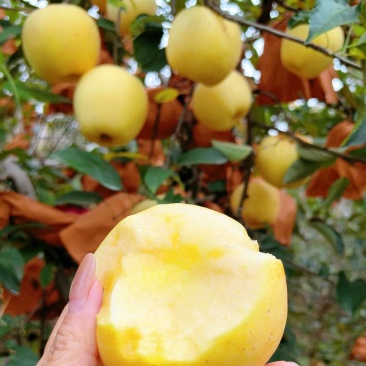 十多万斤维纳斯黄金，今日开园