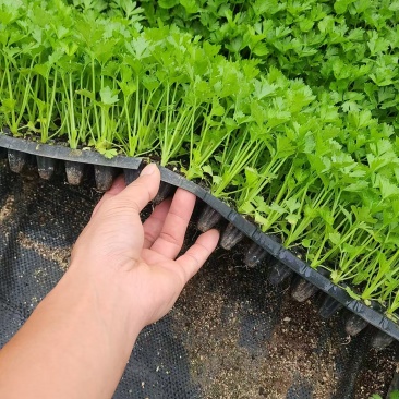 法国皇后芹菜苗