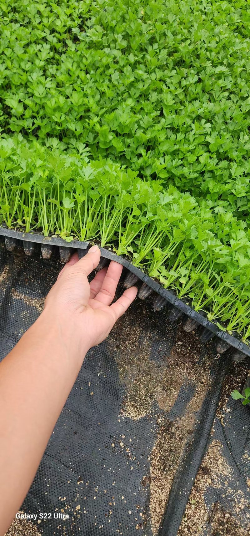 法国皇后芹菜苗