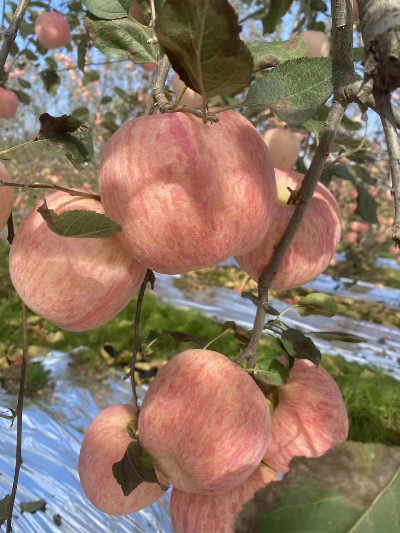 陕西洛川红富士苹果
