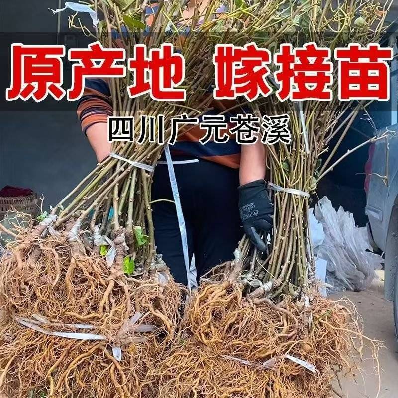 红心猕猴桃苗包技术包活保品种，死苗包赔现挖现发可实地考察