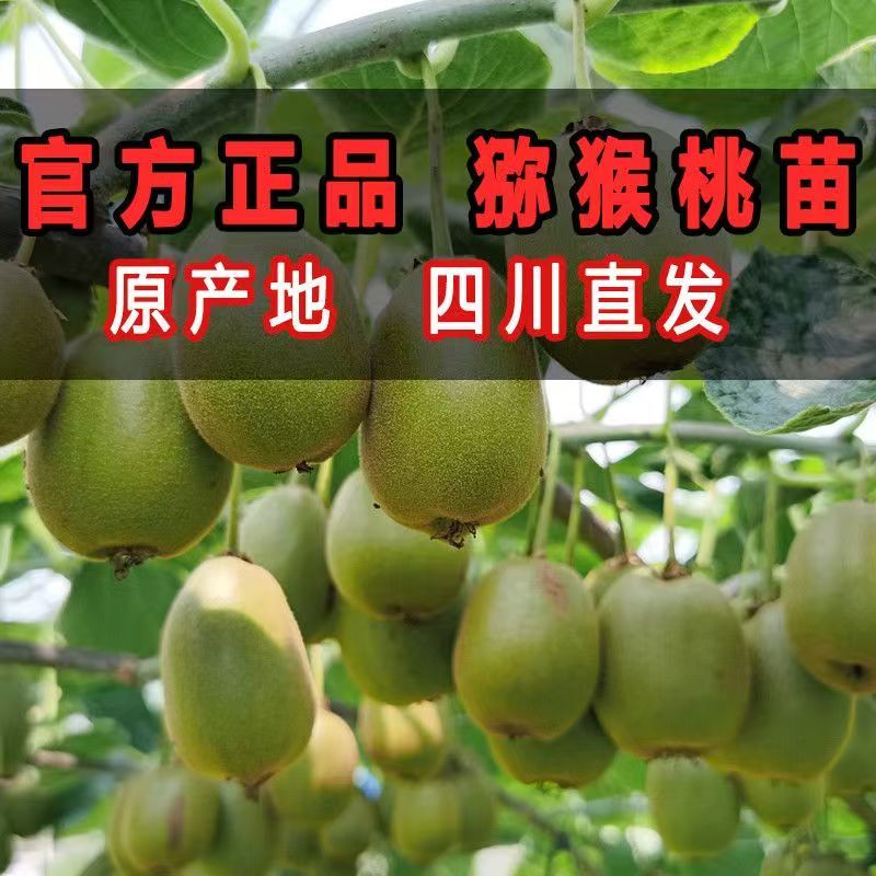 红心猕猴桃苗包技术包活保品种，死苗包赔现挖现发可实地考察
