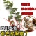 红心猕猴桃苗包技术包活保品种,死苗包赔现挖现发可实地考察