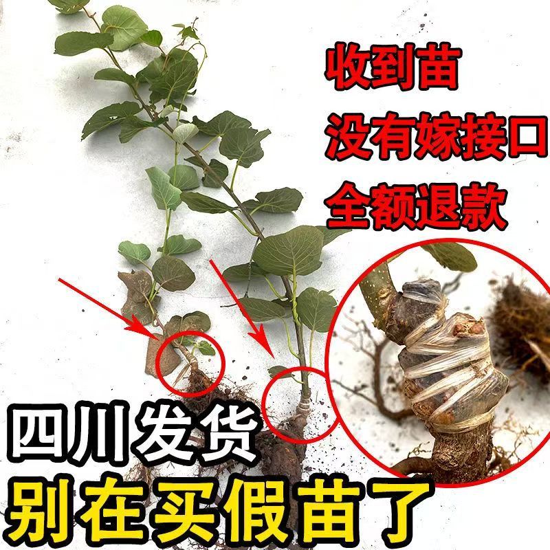 红心猕猴桃苗包技术包活保品种，死苗包赔现挖现发可实地考察