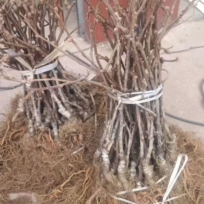 红心猕猴桃苗包技术包活保品种，死苗包赔现挖现发可实地考察