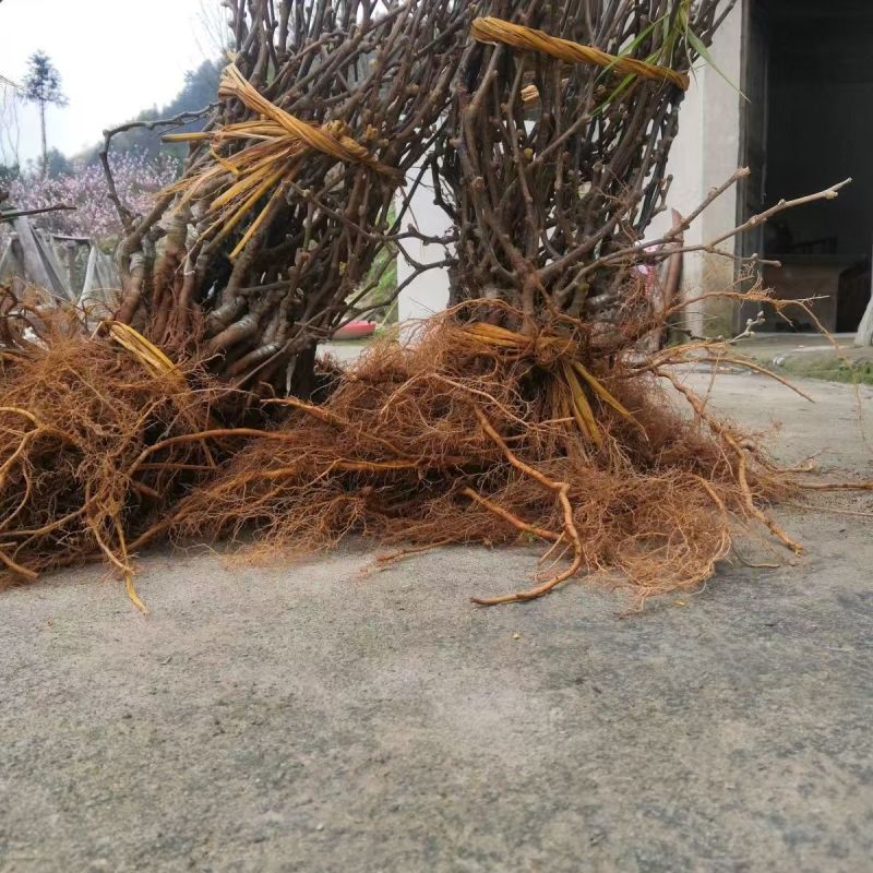红心猕猴桃苗包技术包活保品种，死苗包赔现挖现发可实地考察