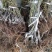 红心猕猴桃苗包技术包活保品种,死苗包赔现挖现发可实地考察