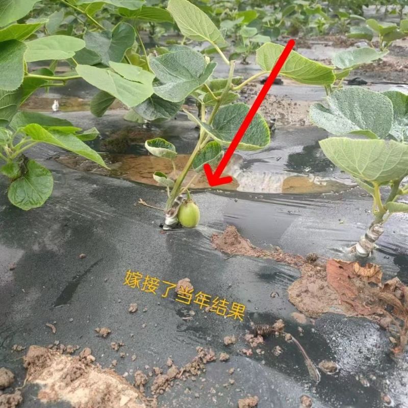 红心猕猴桃苗包技术包活保品种，死苗包赔现挖现发可实地考察