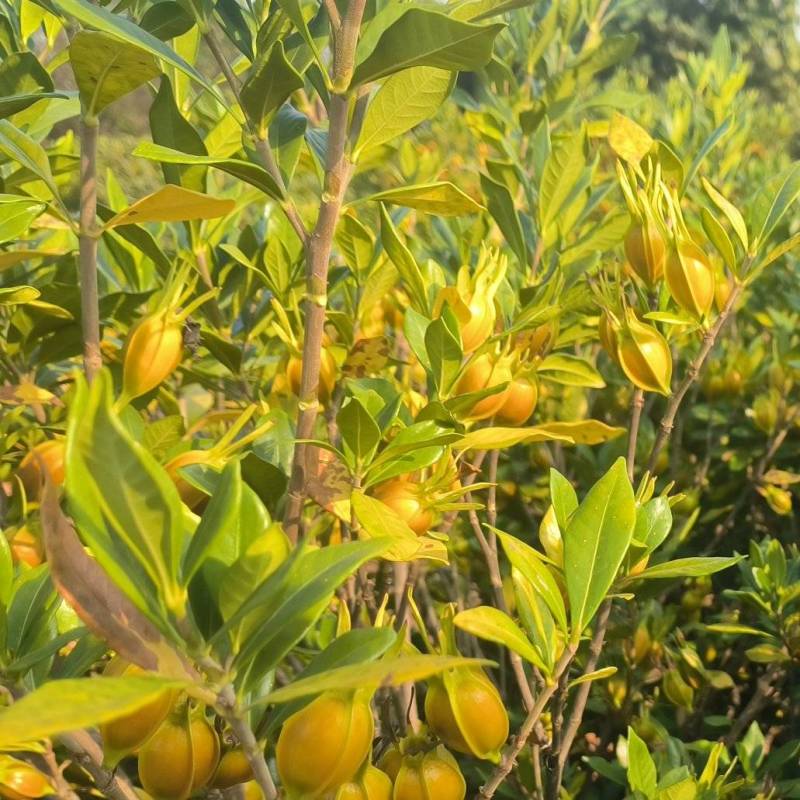 山栀子，自家种植，价格优惠