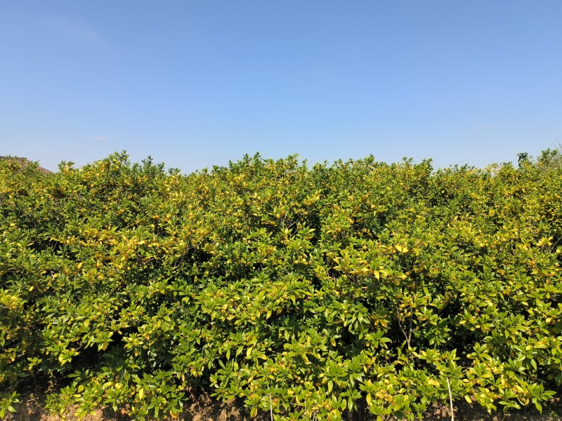 山栀子，自家种植，价格优惠