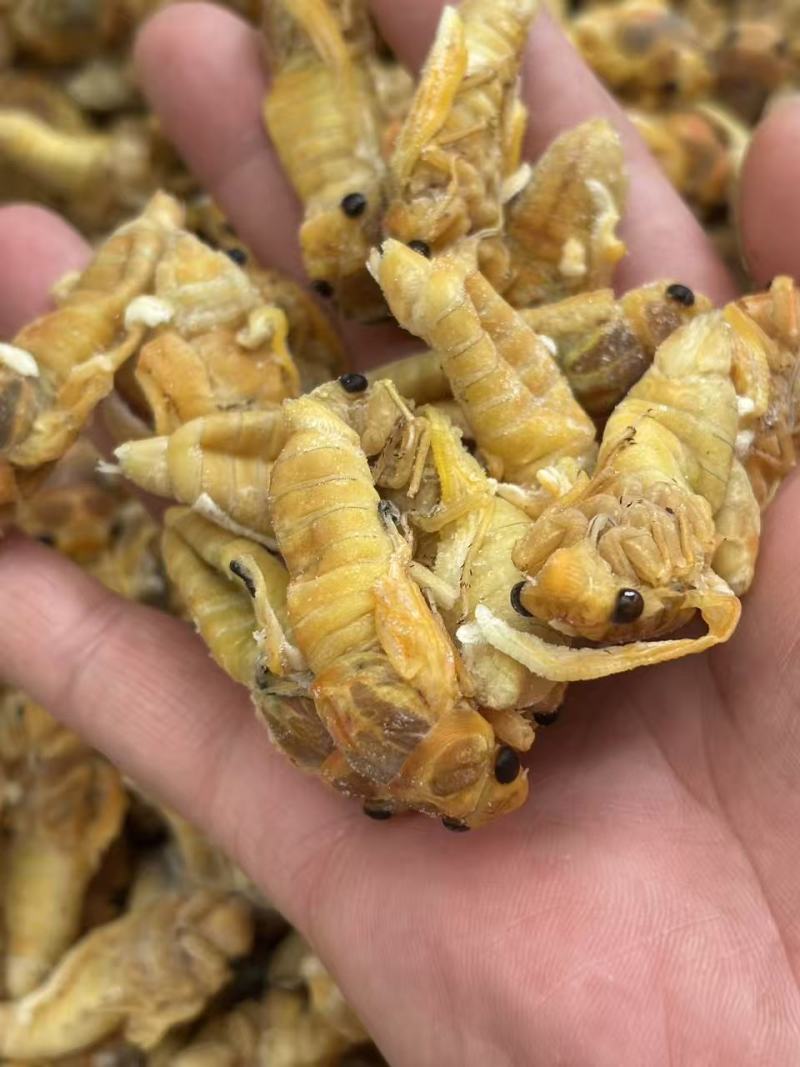 松白蝉，味道鲜美，质量放心