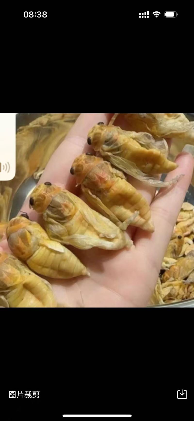 松白蝉，味道鲜美，质量放心