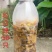 松白蝉，味道鲜美，质量放心