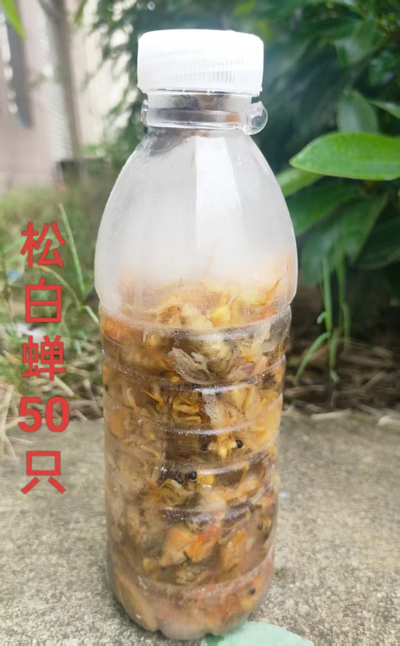 松白蝉，味道鲜美，质量放心