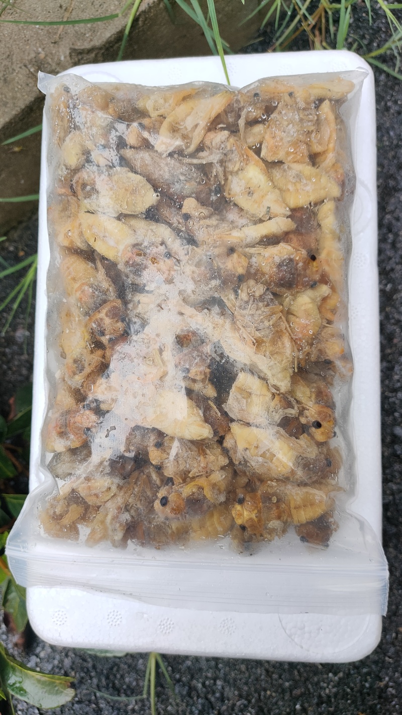 松白蝉，味道鲜美，质量放心