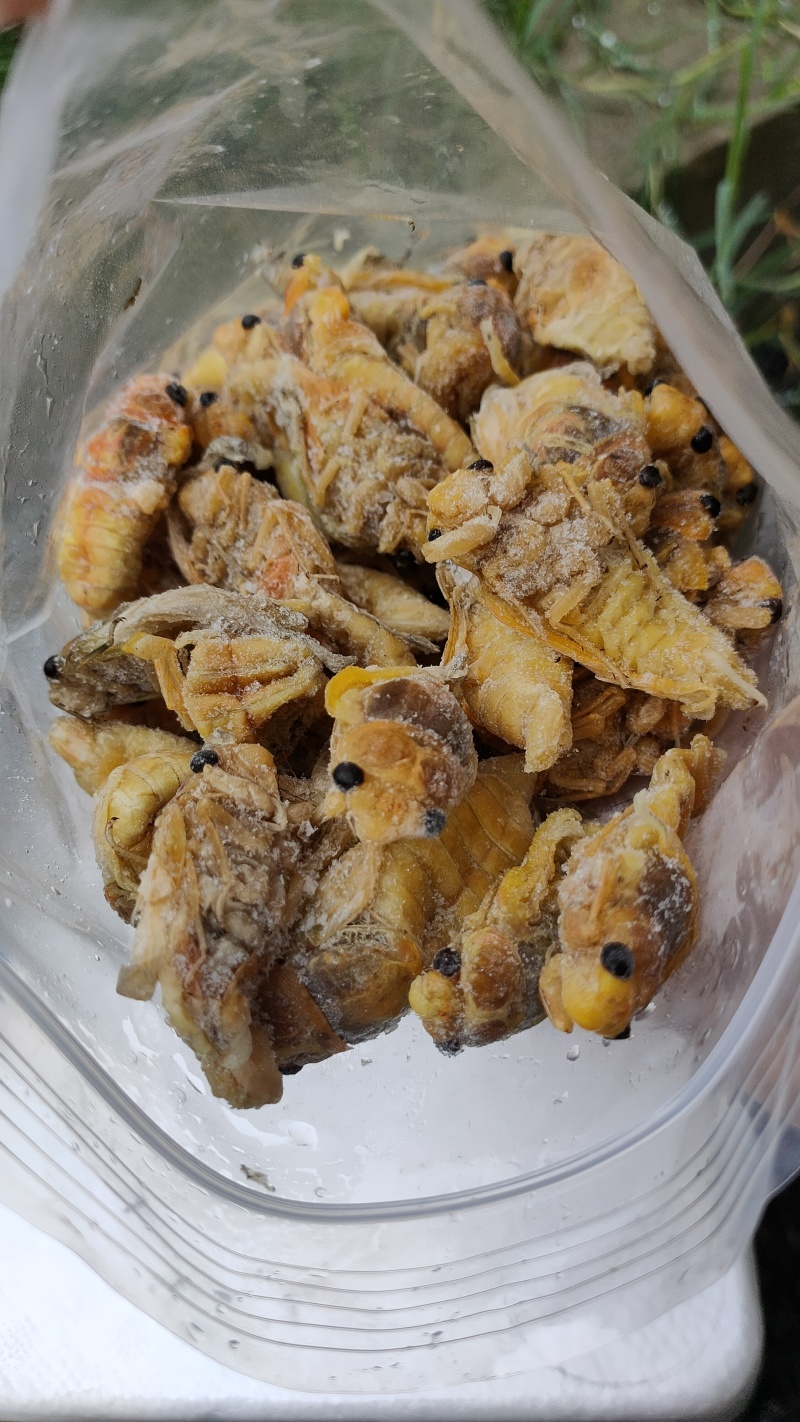 松白蝉，味道鲜美，质量放心