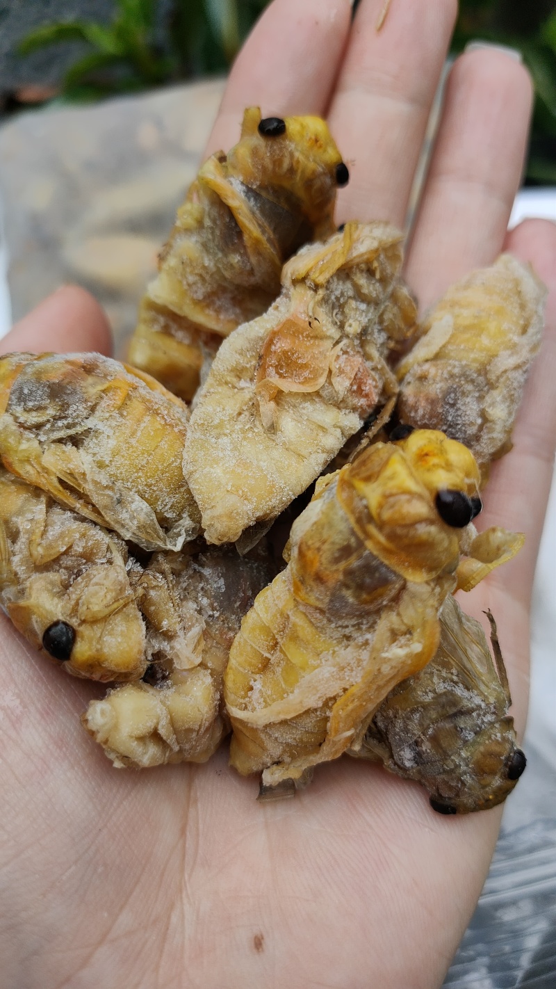 松白蝉，味道鲜美，质量放心