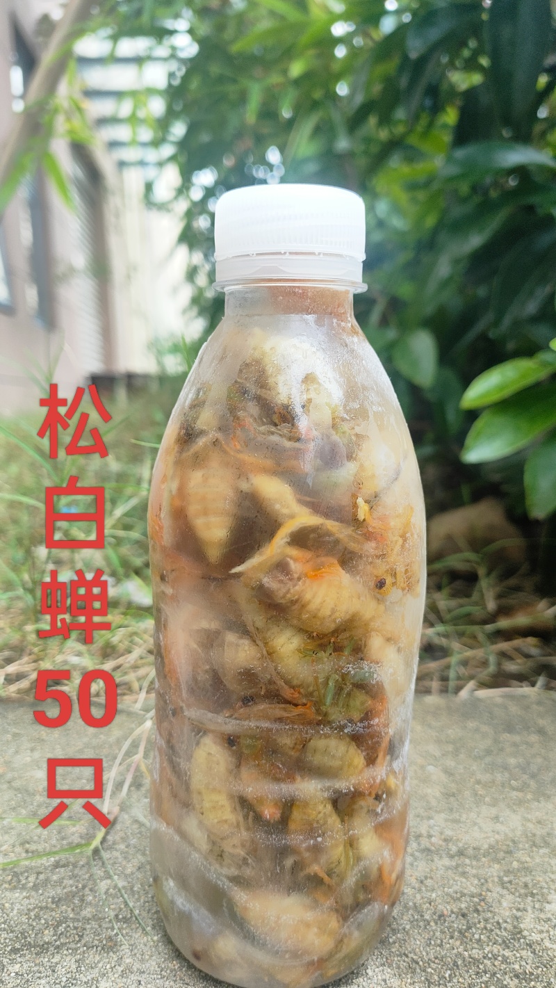 松白蝉，味道鲜美，质量放心