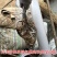 四川五月脆李苗包技术包活保品种，死苗包赔现挖现发基地直发