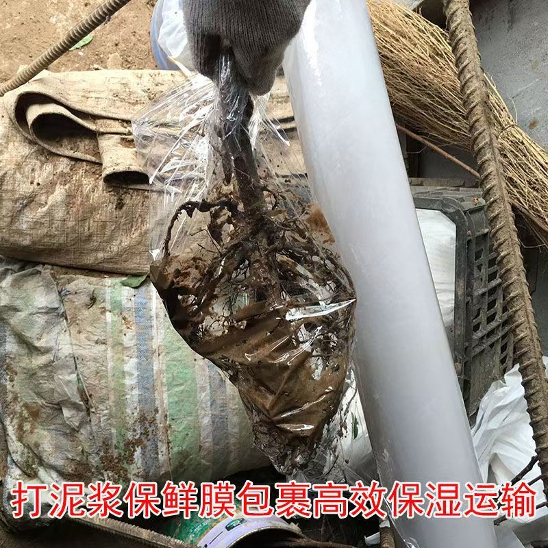 四川五月脆李苗包技术包活保品种，死苗包赔现挖现发基地直发