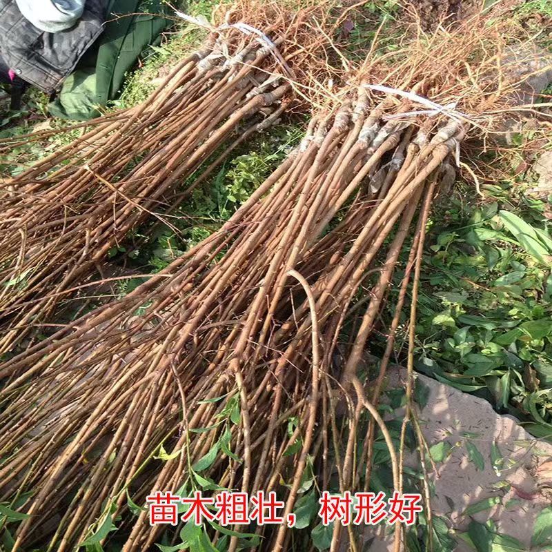 四川五月脆李苗包技术包活保品种，死苗包赔现挖现发基地直发
