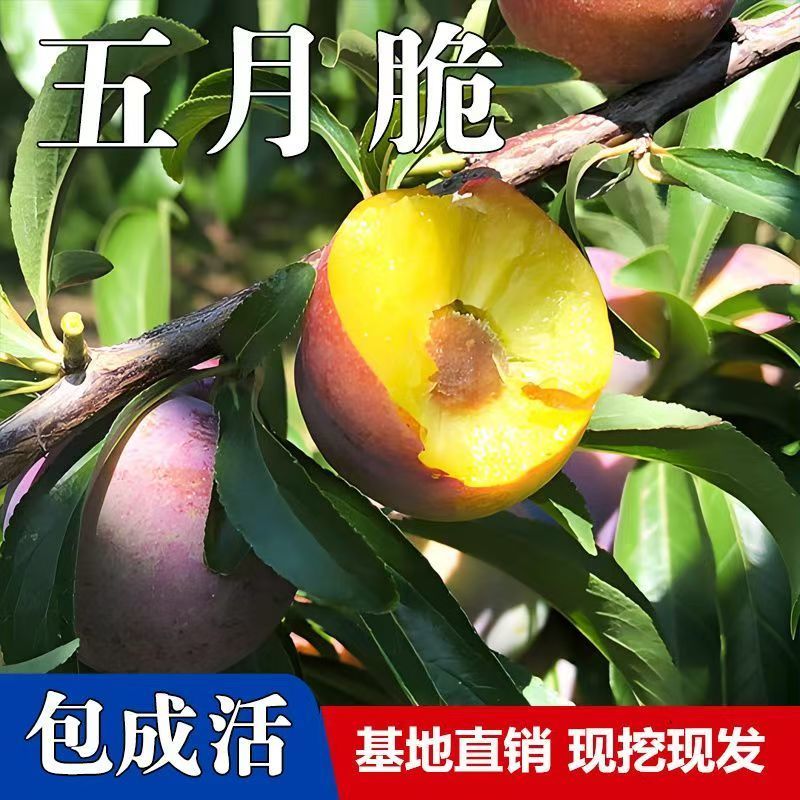 四川五月脆李苗包技术包活保品种，死苗包赔现挖现发基地直发