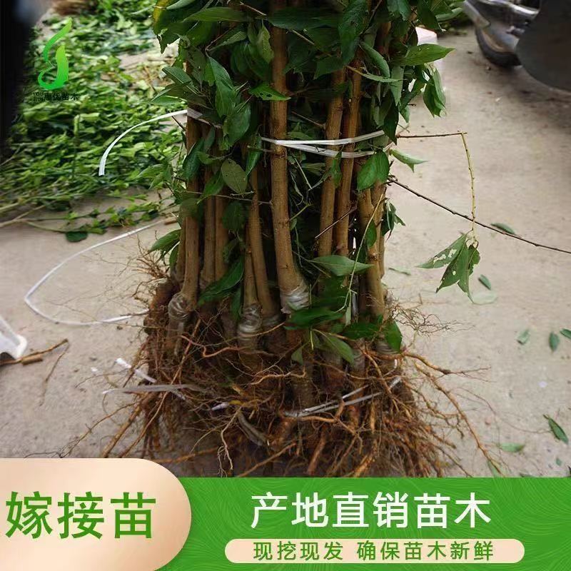 四川五月脆李苗包技术包活保品种，死苗包赔现挖现发基地直发