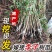 四川五月脆李苗包技术包活保品种，死苗包赔现挖现发基地直发
