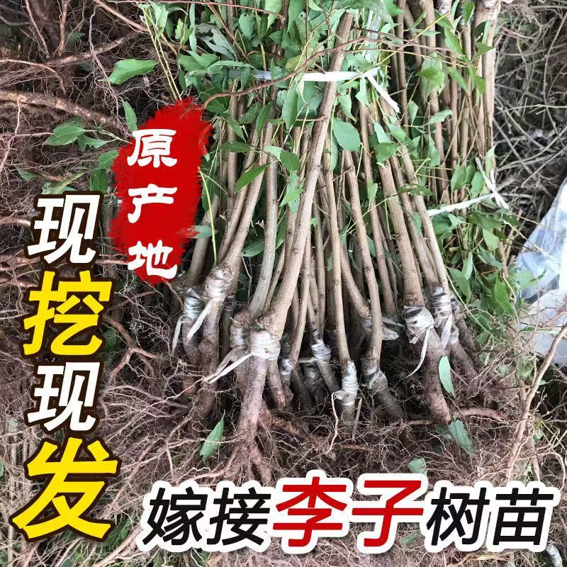 四川五月脆李苗包技术包活保品种，死苗包赔现挖现发基地直发
