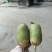 青萝卜