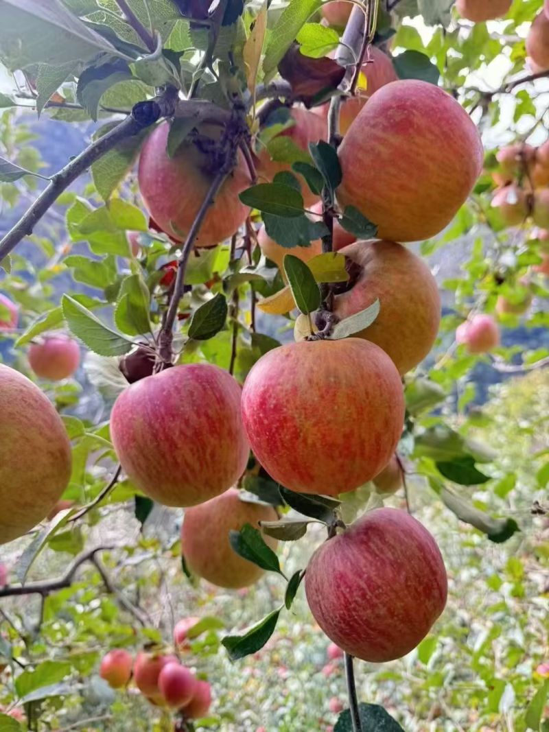糖心苹果