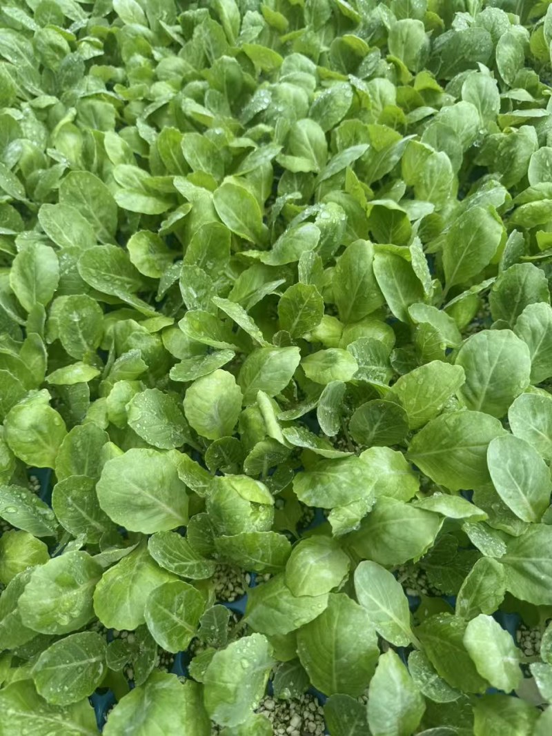 菜花苗75天青梗花椰菜苗松花菜苗小米粒耐湿耐热