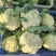 菜花苗青梗有机花菜苗80天85天90天小米粒松花菜种苗